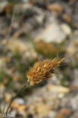 Geochloa rufa