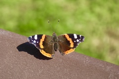 Vanessa atalanta atalanta