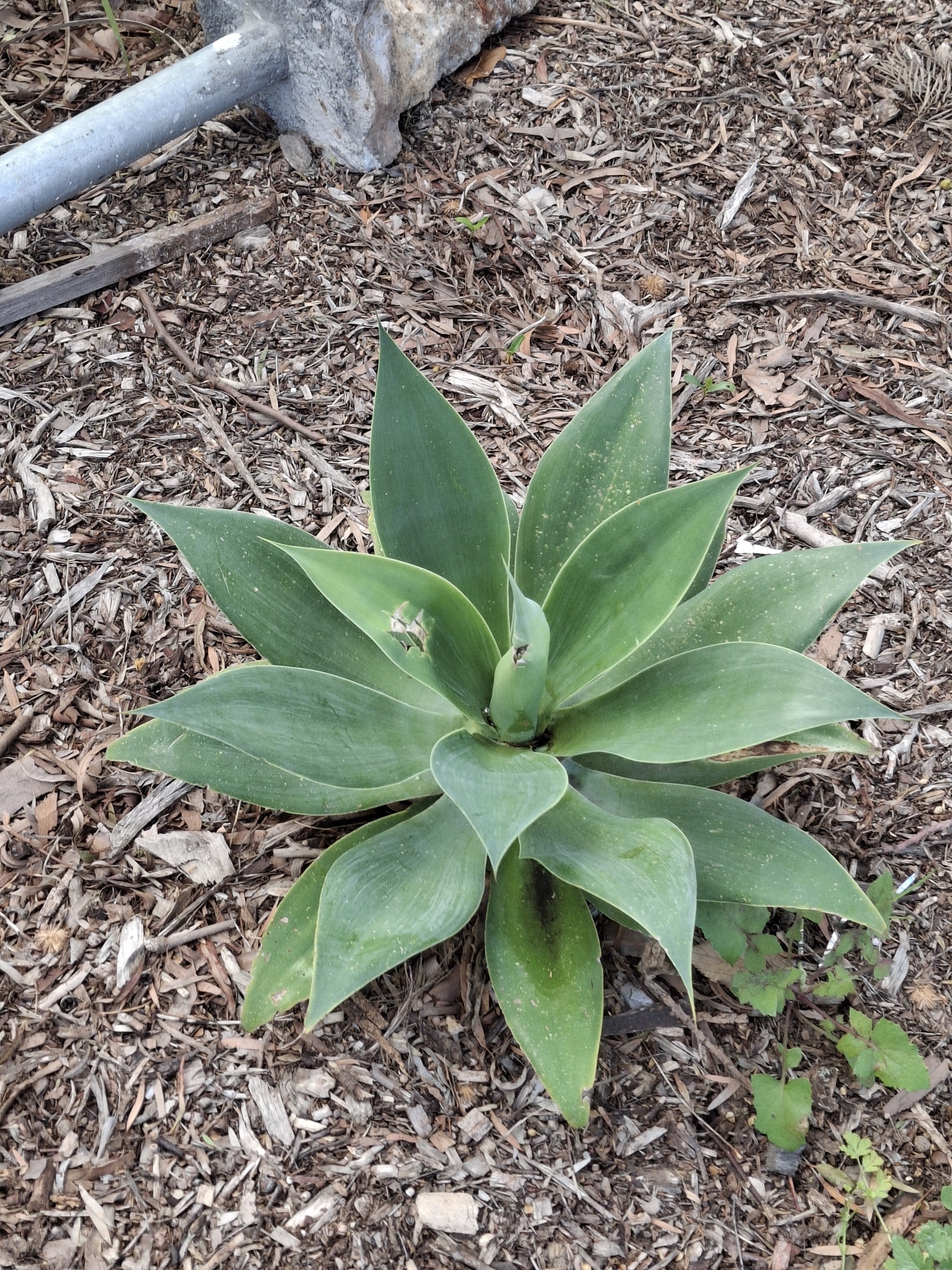 Imagem de Agave-dragão