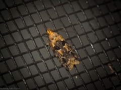 Ardozyga sodalisella