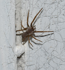 Kukulcania hibernalis