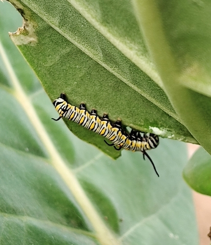 Plain Tiger Butterfly