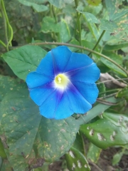 Ipomoea parasitica