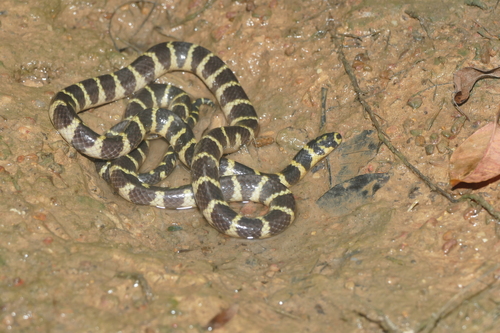 Photo of a Cantor's water snake (Cantoria violacea)