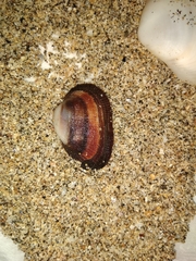 Barbatia