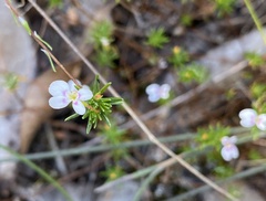 Stylidium repens