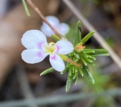 Stylidium repens