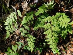 Myriopteris myriophylla