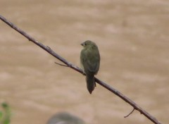 Sporophila nigricollis