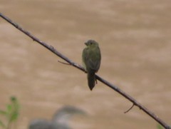 Sporophila nigricollis