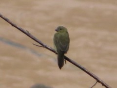 Sporophila nigricollis