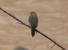 Sporophila nigricollis