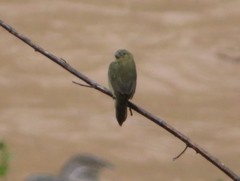 Sporophila nigricollis