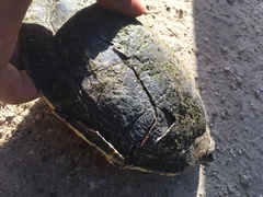 Trachemys venusta iversoni