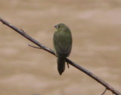 Sporophila nigricollis