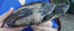 Trachemys venusta iversoni
