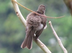 Turdus ignobilis debilis