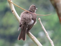 Turdus ignobilis debilis