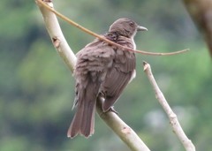 Turdus ignobilis debilis