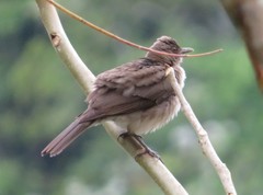 Turdus ignobilis debilis