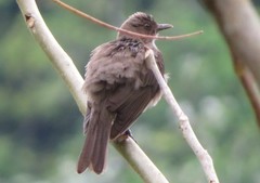 Turdus ignobilis debilis