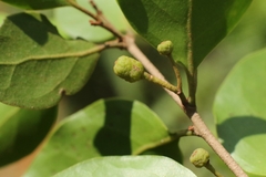 author not stated, no rights reserved Taxillus chinensis, photograph author not stated, no rights reserved