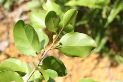 author not stated, no rights reserved Taxillus chinensis, photograph author not stated, no rights reserved