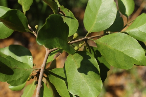 Taxillus chinensis, photograph 5