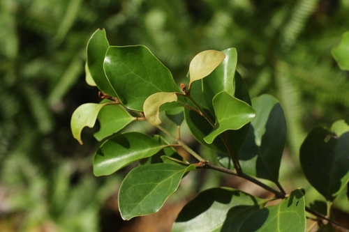 Taxillus chinensis, photograph 6
