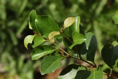 Taxillus chinensis, photograph author not stated, no rights reserved