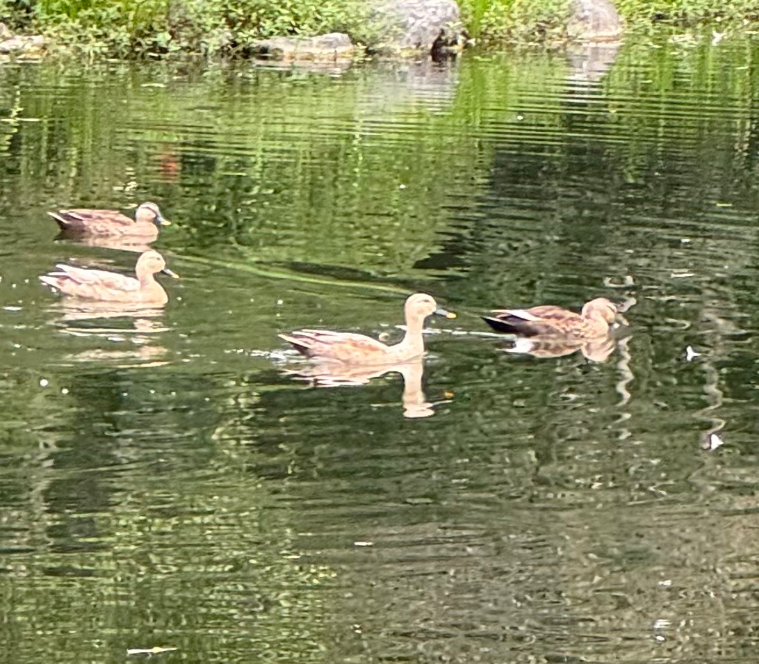 Eastern Spot-billed Duck