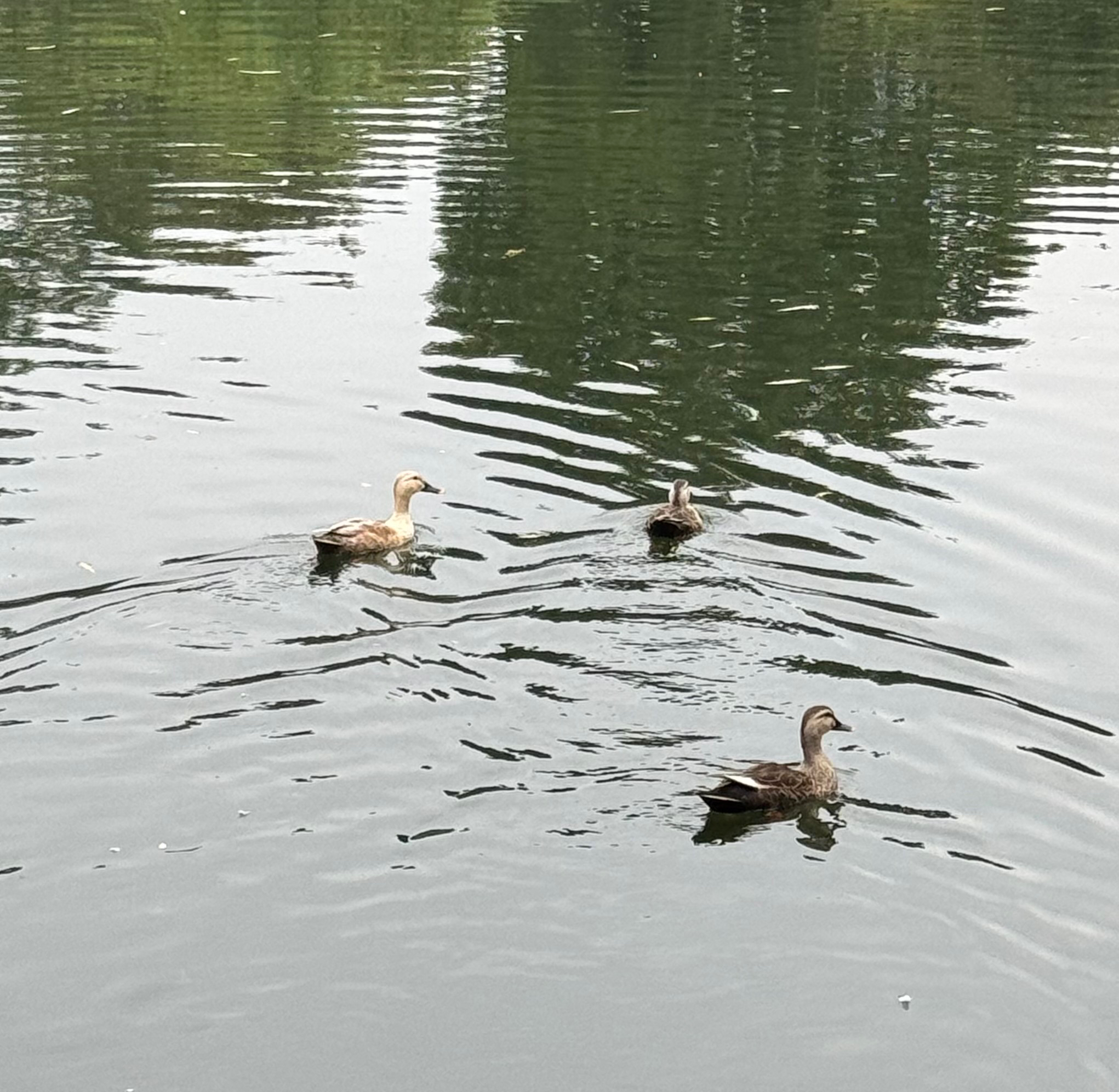 Eastern Spot-billed Duck
