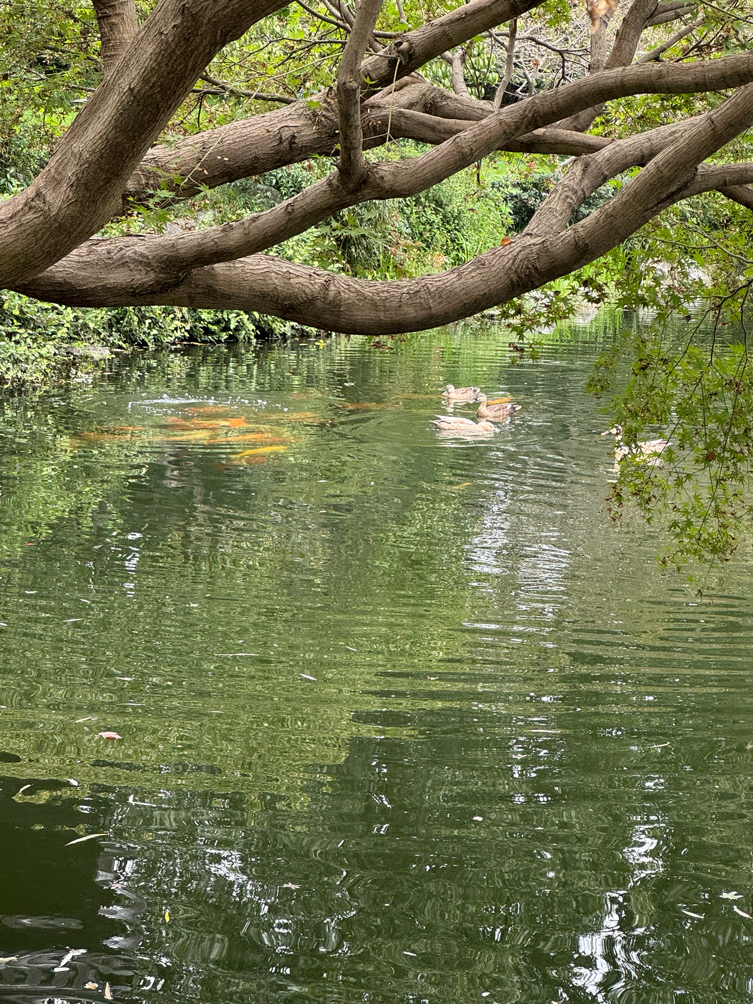 Eastern Spot-billed Duck
