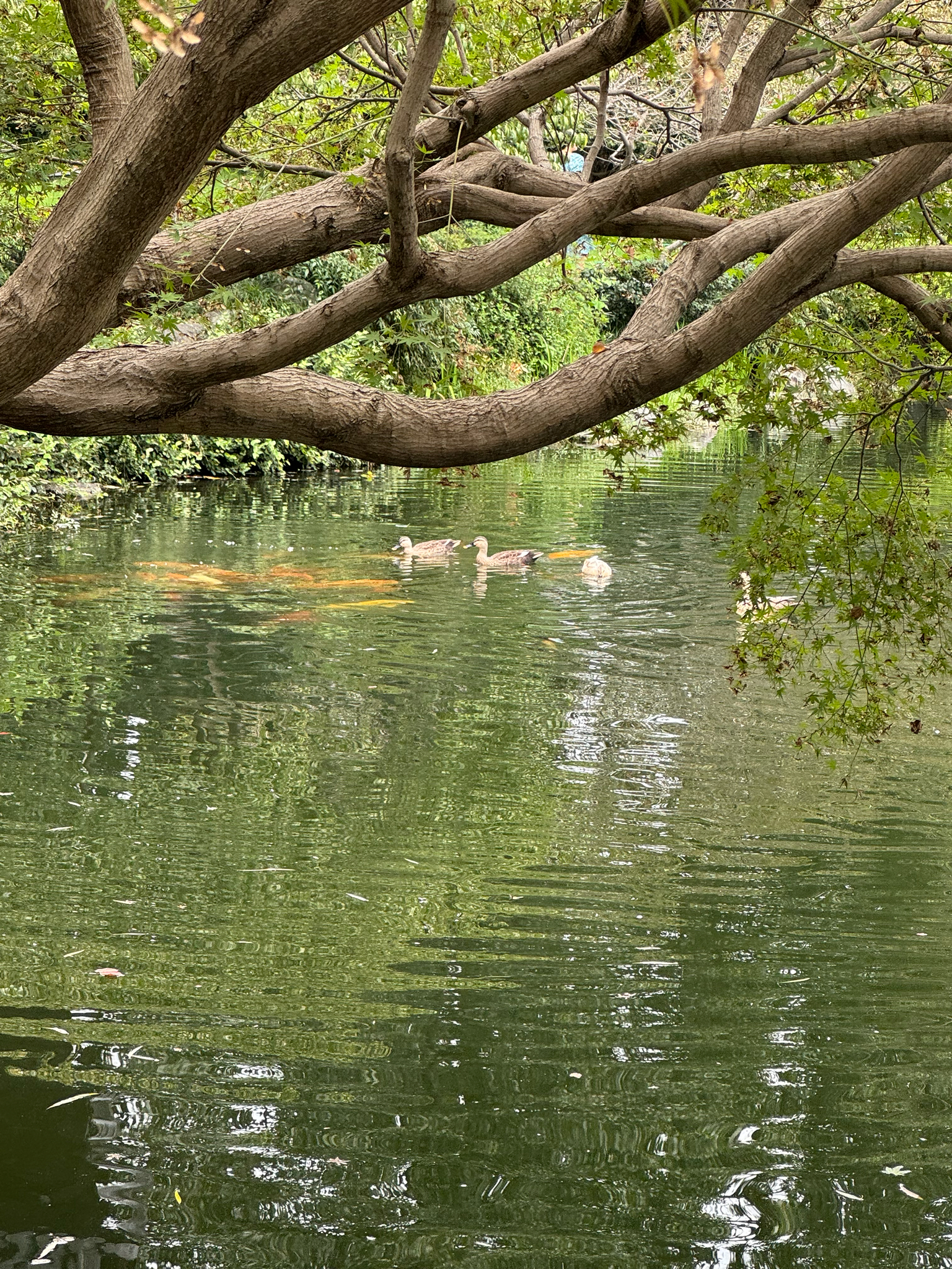 Eastern Spot-billed Duck