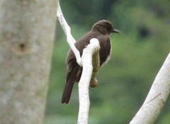 Turdus ignobilis debilis