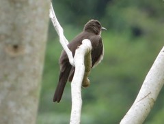 Turdus ignobilis debilis