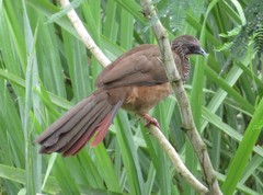 Speckled Chachalaca photo 4