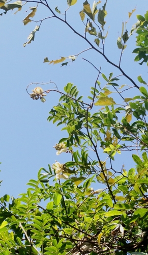 Showy Millettia (Nanhaia speciosa)