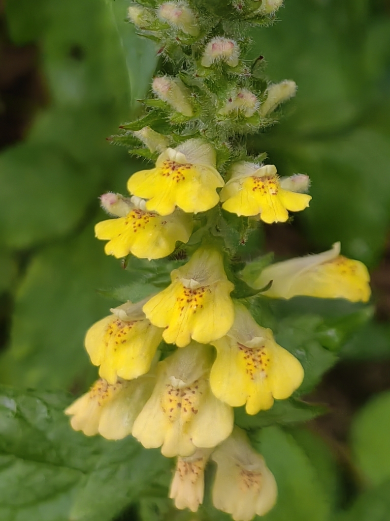 Lindenbergia philippensis (Lindenbergia philippensis)