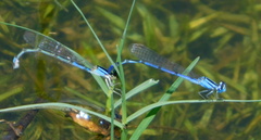 Enallagma semicirculare