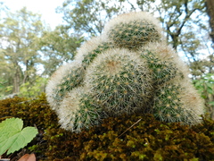 Mammillaria densispina
