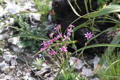 Senecio cymbalarifolius