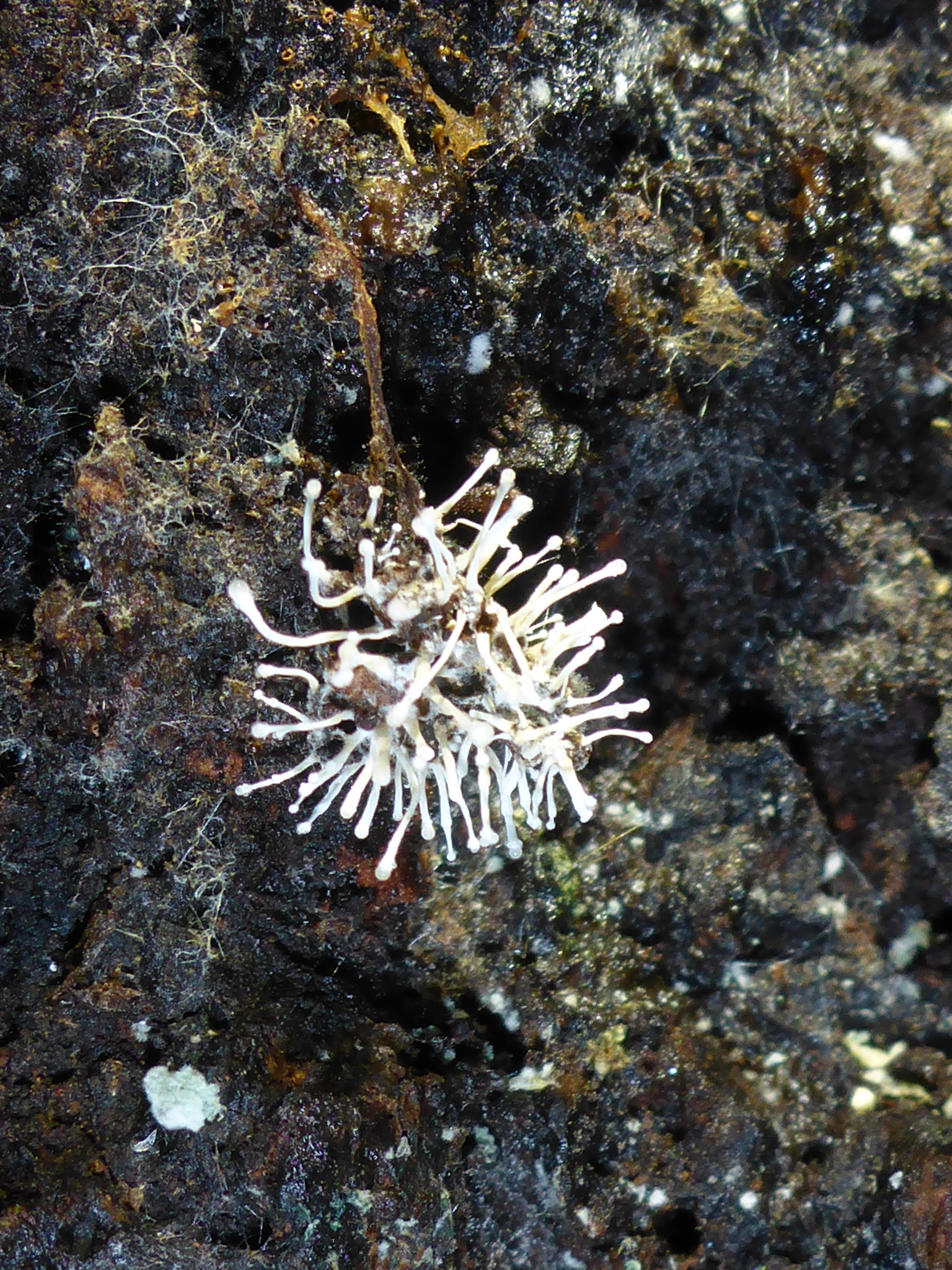 Byssostilbe stilbigera image