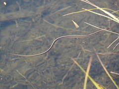 Thamnophis elegans elegans