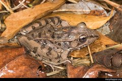 Lithobates sphenocephalus utricularius