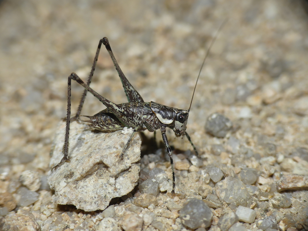 Baccetti's Bush-cricket