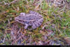 Lithobates sphenocephalus utricularius