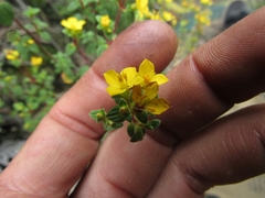 Chaetolepis microphylla