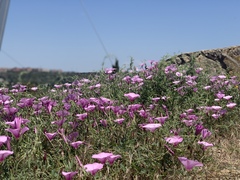 Convolvulus althaeoides