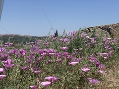 Convolvulus althaeoides